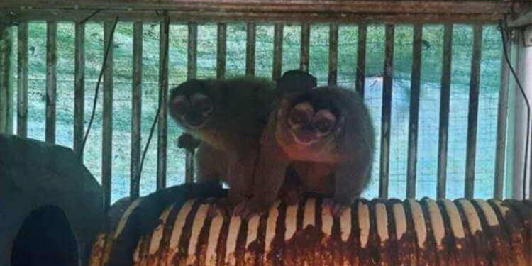 PETA applauds GOP lawmakers’ demand to halt NIH funding for ‘cruel’ overseas animal testing