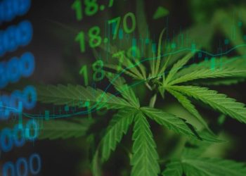 Cannabis Market 2025 Year-End Review